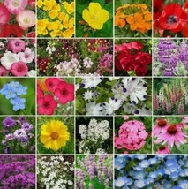 2000 Seeds Partial Shade Wildflower Mix Heirloom Non-GMO Annual &amp; Perennial - £15.59 GBP