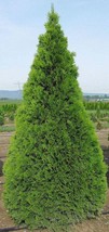 Semilir 19 Seeds Thuja Tree Cedar Thuja Occidentalis Conifer Fast Grow From US - $9.69