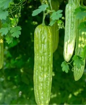 Grow In US 10 Heirloom Green Skin Bitter Gourd/Melon seed Asian Unique Delicious - £10.18 GBP