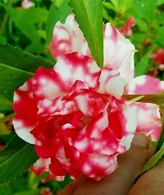 Item image 1 image 1