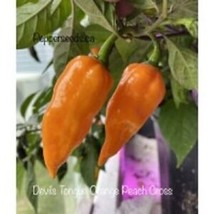 25 Seeeds Devils Tongue Orange Pepper Seeds Planting Food Fresh Garden - $9.32