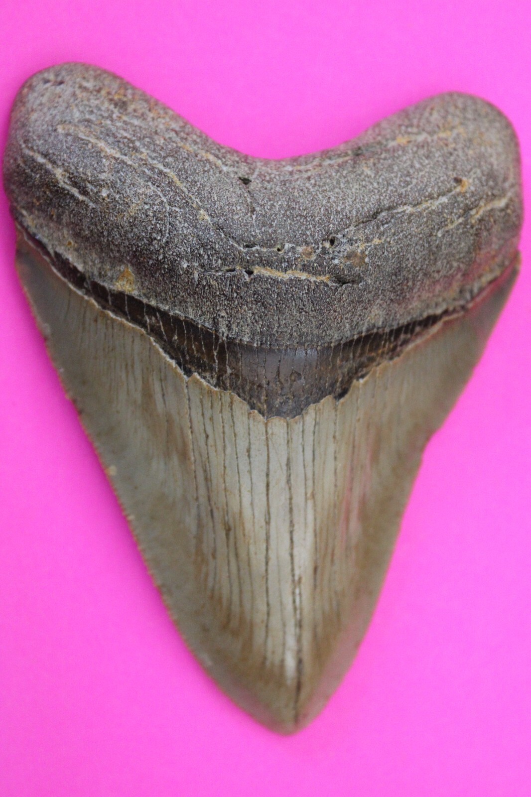 Authentic Megadolon Shark Tooth 3.78 Inches 103 Grams Fossil Dino Girl C... - $113.99