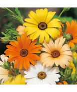 African Daisy 200 Seeds  Flower Seeds Seed Store Non-GMO - £9.47 GBP