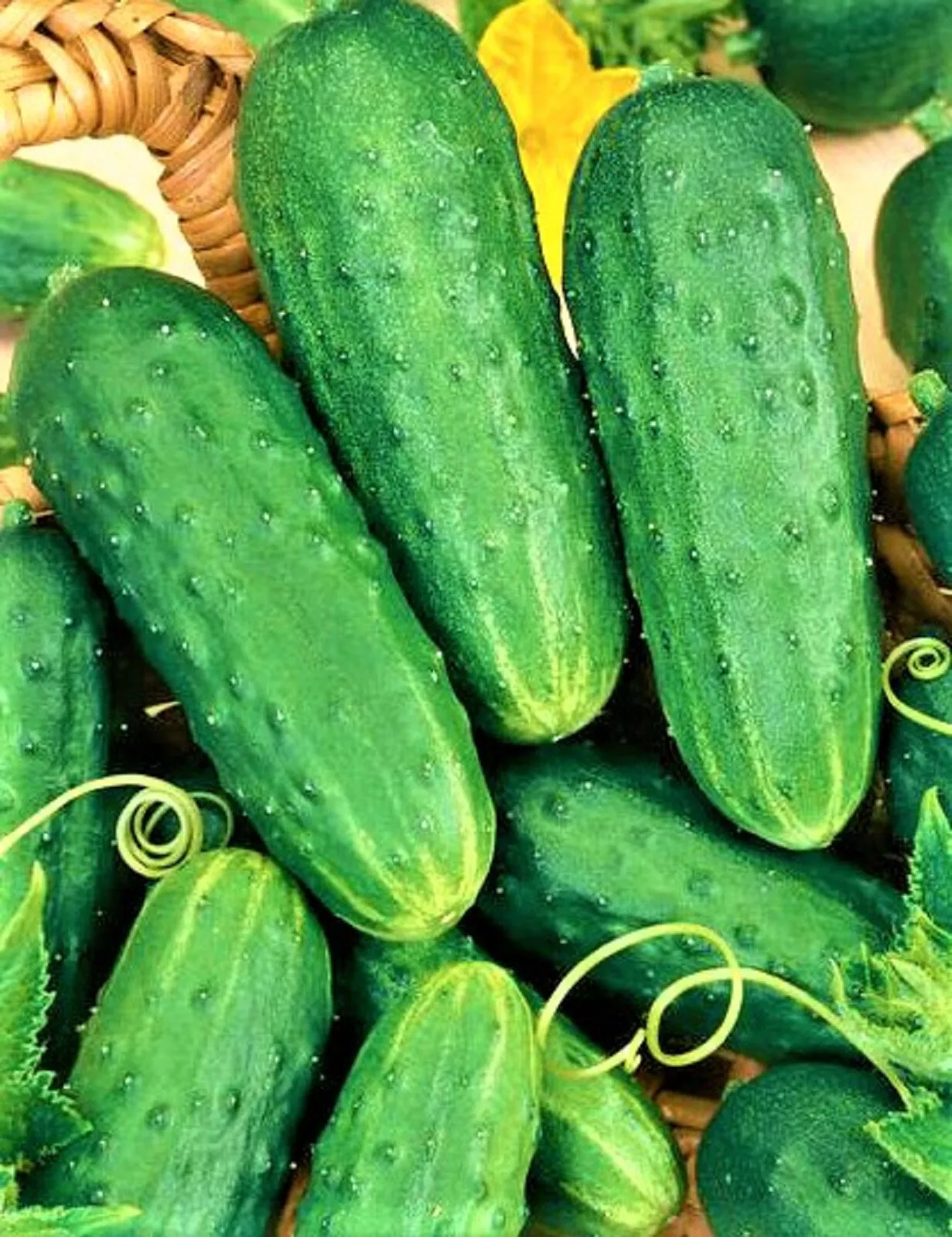 Homemade Pickles Cucumber Seeds 50 Seeds NON-GMO  - $8.34