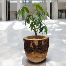 Mango Wood Planter Solid Flowerpot Plant Cup Natural Braun Bowl Decoration - £52.99 GBP+