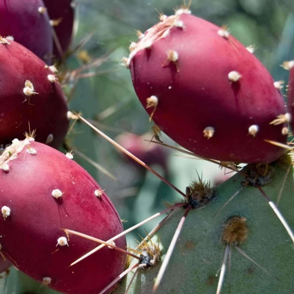 Bigroot Prickly Pear (Opuntia macrorhiza) SEEDS! - $4.35