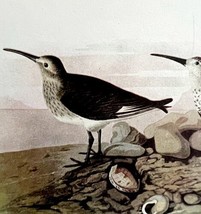 Dunlin Sandpiper 1950 Lithograph Art Print Audubon Bird First Edition DWU14C - £23.59 GBP