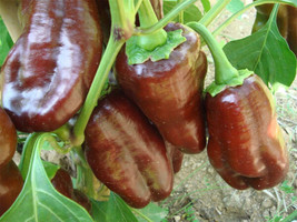 25 Chocolate Beauty Sweet Bell Pepper Seeds Fresh Harvest  - £8.84 GBP