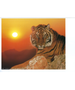 Nature SUNSET WILD TIGER Glossy 8x10 Photo Animal Print Wall Art Poster ... - €5,18 EUR