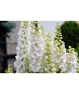 150 White King Larkspur Delphinium Consolida Giant Imperial Flower Seeds... - $277.39 MXN