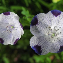 New Fresh Nemophila Maculata Five Spot Seed - £7.49 GBP