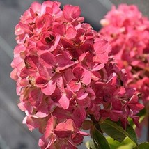 5 Fire Light Hydrangea Seeds Perennial Flowers Flower Seed 1424 Garden U... - $11.28