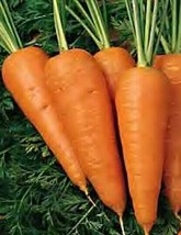 BPA Chantenay Red Cored Carrot Seeds 1000 Vegetable Garden Culinary From US - $8.99