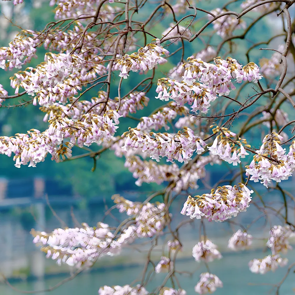 FRESH Paulownia Seeds: Fast-Growing Tree with Lavender Blooms - £6.24 GBP