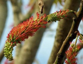 Acrocarpus Fraxinifolius Pink Cedar Indian Or Australian Ash 10 Seeds Garden Bea - £4.43 GBP