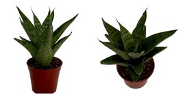 Snake Plant - Tough Lady Sansevieria - Almost Impossible to kill - 2.5&quot; Pot  - £27.41 GBP