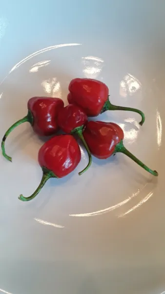 50 Peppadew Pepper South Africa Sweet Piquante Fresh Seeds - £11.12 GBP