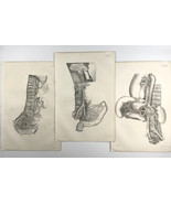 Set of 3 Antique Original 1831 Human Anatomy Medical Prints Pelvic Spina... - £80.92 GBP