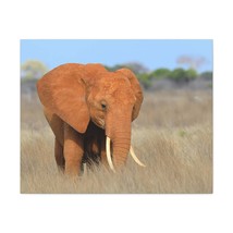 Majestic African Elephant on Grassland Outdoor Wall Art Ready To Hang Unframed - £57.84 GBP+