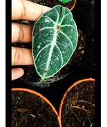 Live Plant Alocasia Reginula & Sweedish ivy Flower For Your Home Garden OSAM - $199.99