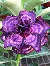 Heirloom Adenium Seeds, Rose with Blackish Purple and Light Purplel_Tera store - £6.25 GBP