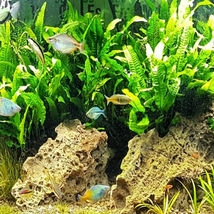 Live Plant Decoration Tank Java Fern on Driftwood Tropical US Farm Aquarium - $25.00