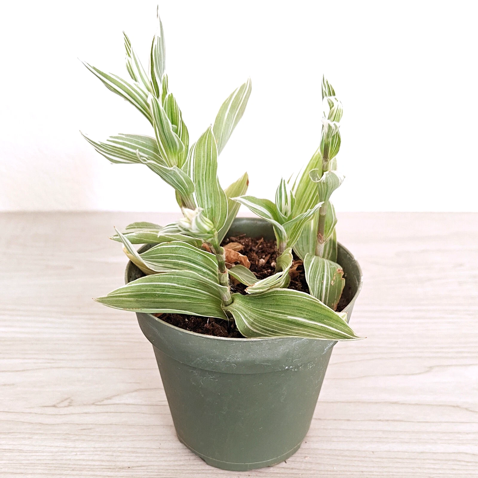 Succulent Live Plant - Tradescantia Fluminensis : Green N Creme - In 4&quot; Pot - $21.99