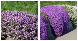 Creeping Thyme Bonsai Seeds Purple Flowers Seeds 200 Seeds - £20.02 GBP
