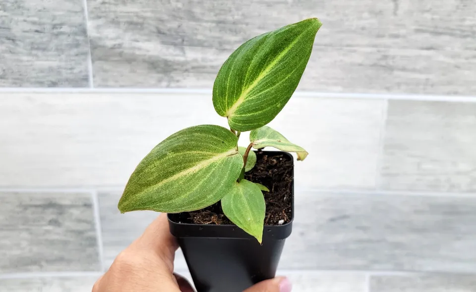 Philodendron zebra gloriosum live plant, Philodendron dark form gloriosu... - $36.00