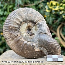 Rare 4.5&quot; Proplanulites Koenegi Fossil Ammonite, Callovian, Jurassic: Ashton - £56.91 GBP