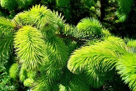 Sitka Spruce Picea Sitchensis 50 SeedsFrom US  - £6.63 GBP