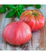 LWK Pink Brandywine Tomato Seeds Non-Gmo Seed Store 1032 Easy Grow - $10.24