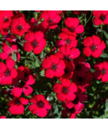Linum Grandiflorum Plant DIY Home Garden Flower Bonsai 50 PCS Seeds - $211.14 MXN