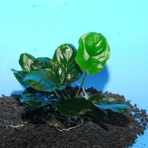 ANUBIAS BARTERI ROUND &quot;GOLDEN COIN&quot; 1 PLANT - Live Plants  SUPER PRICE!!!!! - £4.68 GBP