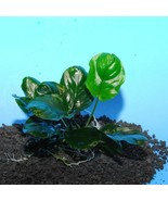 ANUBIAS BARTERI ROUND &quot;GOLDEN COIN&quot; 1 PLANT - Live Plants  SUPER PRICE!!!!! - $5.93