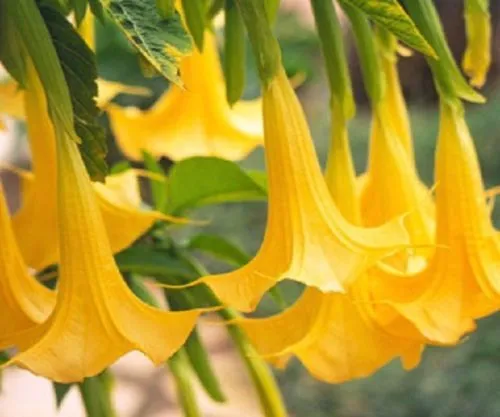 New Fresh 10 Yellow Angel Trumpet Seeds Flower Fragrant Flowers Seed Tro... - $13.58