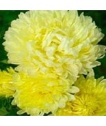 USA SELLER Aster Seeds Duchess Yellow Peony Aster 50 Seeds Flower Seeds ... - $18.57