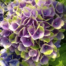 5 Ever Last Purple Hydrangea Seeds Perennial Flowers Flower Garden Seed 1422 - £6.61 GBP