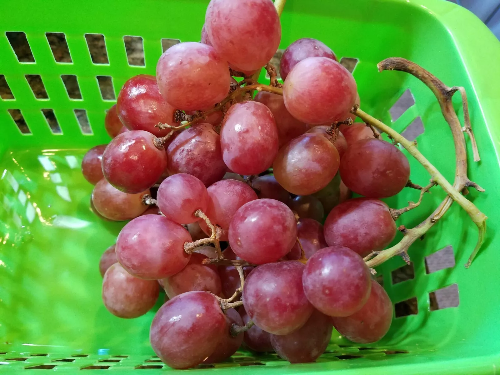 10 Seeds of Delicious Red Globe Sweet Table Grape Seeds E69.5 Item image 3