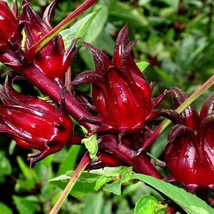 New Fresh Seeds Roselle Hibiscus Flower Seeds - $15.58