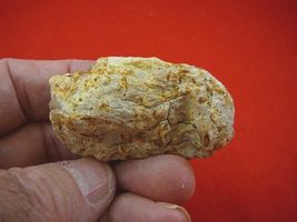 (k-3503) 15 g Rare Kauri tree Gum copal young Amber New Zealand Tane Mahuta - $12.59