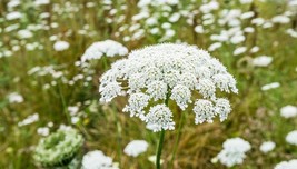 Common Oregano Seeds s - $8.67