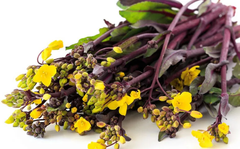 Purple Choy Sum Hon-Tsai Tai Kosaitai Chinese Flowering Cabbage 200 Seeds USA - £6.52 GBP