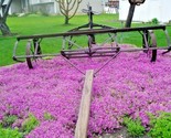 500 Seeds Purple Rockcress Flower Seeds Drought Heat Cold Groundcover Co... - $8.99