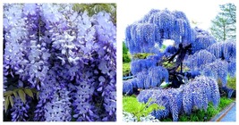 200 Seeds / Pack Blue Wisteria Strong Fragrant Flower Seeds, Professional Pack  - £24.48 GBP