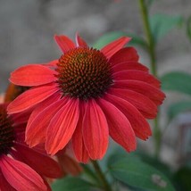 50 + Frankly Scarlet Coneflower Seeds Echinacea Flower Perennial Bloom F... - $9.99