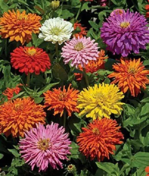 300 Burpeeana Giant Mix Cactus Flowered Zinnia Elegans Flower Seeds Fresh - £7.99 GBP