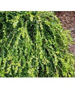 US Seller Unraveled Weeping Boxwood Buxus Live Plant Trade Gallon Pot Fr... - $72.98