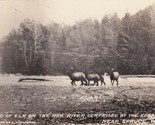 Vintage Real Photo Postcard Band of Elk on Hoh River Near Spruce WA C Hu... - $9.76