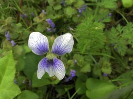 10 Seeds Wild Blue White VioletFrom US  - $8.35